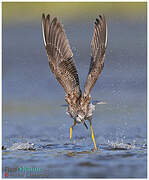 Greater Yellowlegs