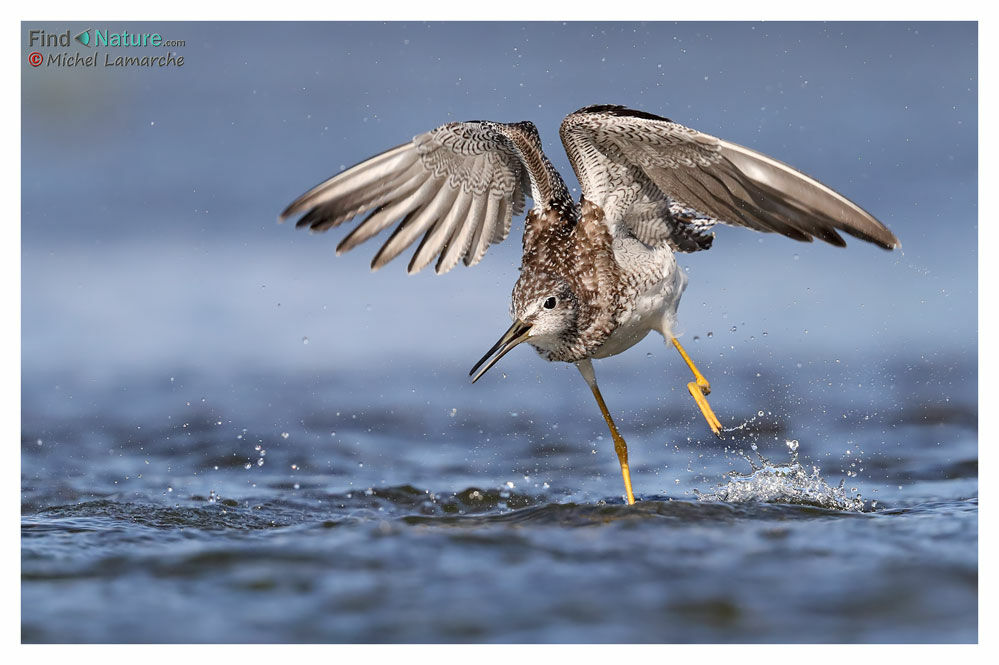 Greater Yellowlegs