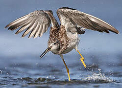 Greater Yellowlegs