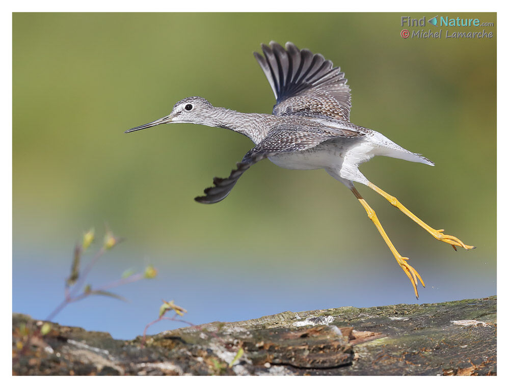 Greater Yellowlegs, Flight