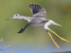 Greater Yellowlegs