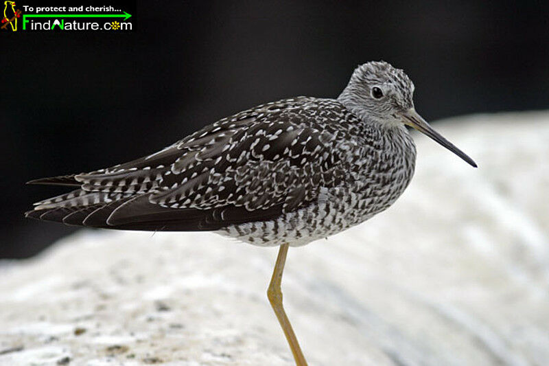 Greater Yellowlegs