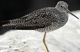 Greater Yellowlegs