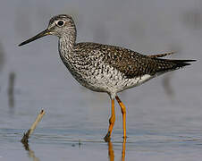 Greater Yellowlegs