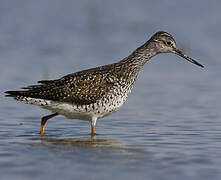 Greater Yellowlegs