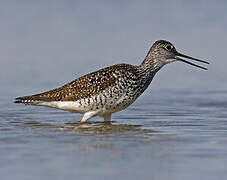 Greater Yellowlegs