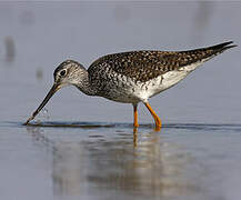 Greater Yellowlegs