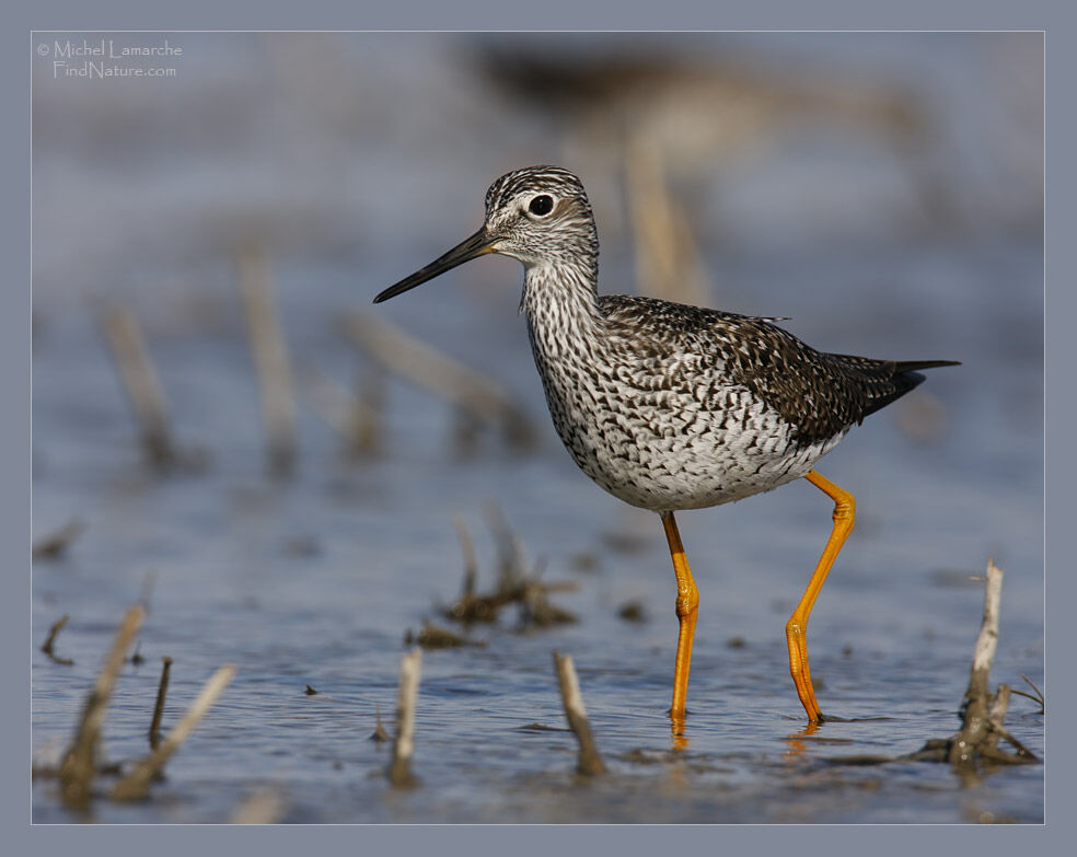 Greater Yellowlegs