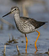 Greater Yellowlegs