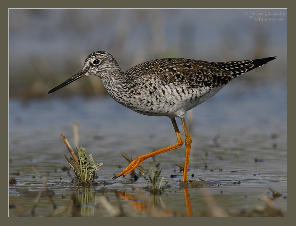 Greater Yellowlegsadult breeding, identification, walking