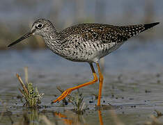 Greater Yellowlegs