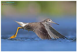 Greater Yellowlegs