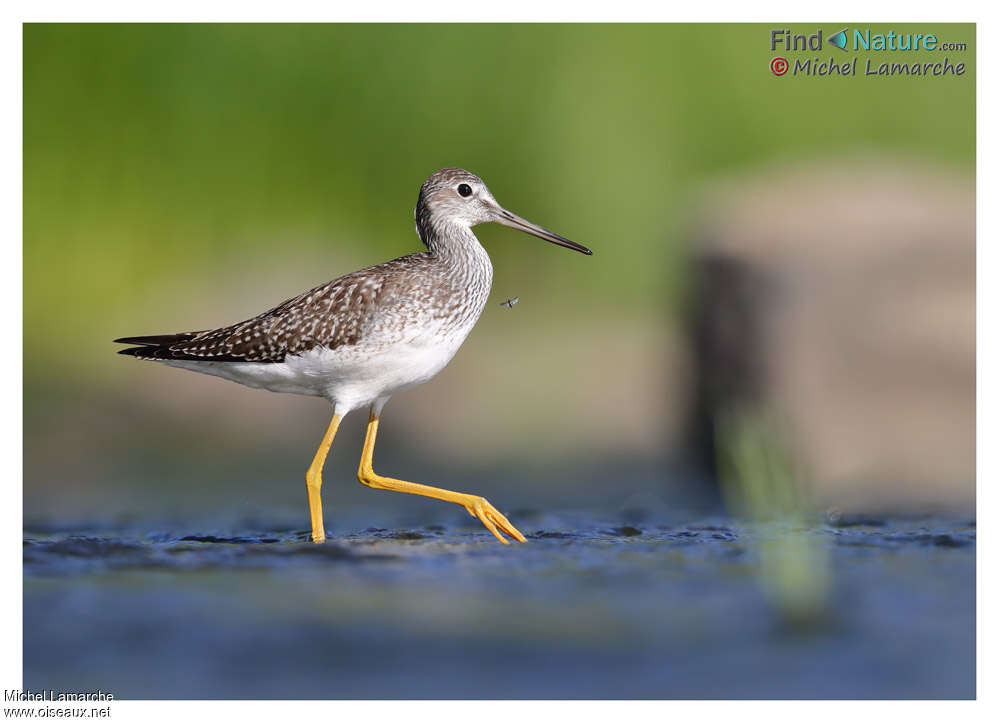 Greater Yellowlegsjuvenile, identification