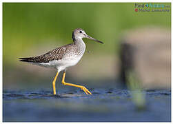 Greater Yellowlegs