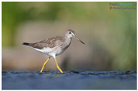 Greater Yellowlegs