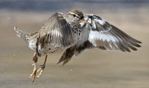 Spotted Sandpiper