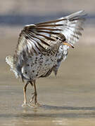 Spotted Sandpiper