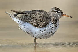 Spotted Sandpiper