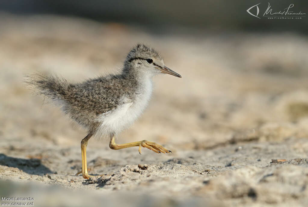 Spotted SandpiperPoussin, identification