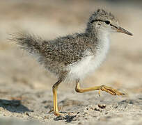 Spotted Sandpiper