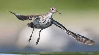 Spotted Sandpiper