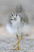 Spotted Sandpiper