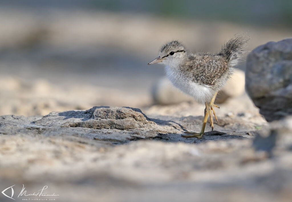 Spotted SandpiperPoussin