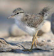 Spotted Sandpiper