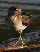 Spotted Sandpiper