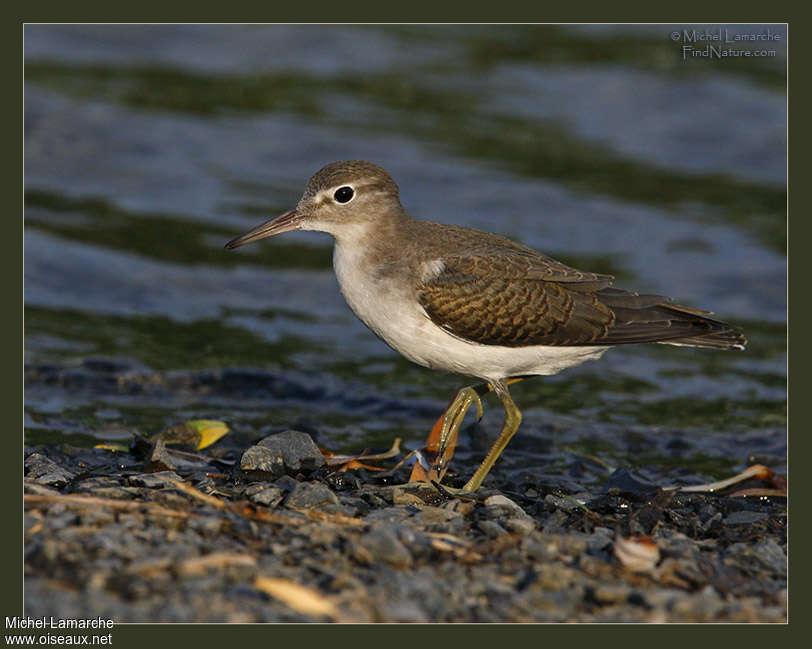 Spotted Sandpiperadult post breeding, identification