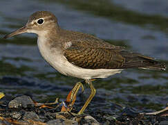 Spotted Sandpiper