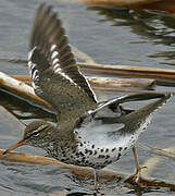 Spotted Sandpiper