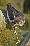 Spotted Sandpiper