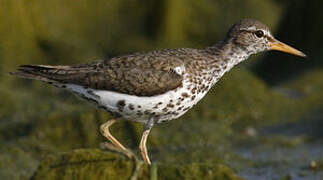 Spotted Sandpiper