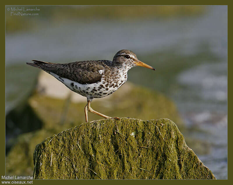 Spotted Sandpiperadult breeding, identification