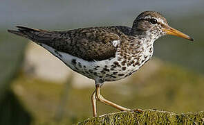 Spotted Sandpiper