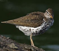 Spotted Sandpiper