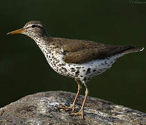 Spotted Sandpiper