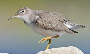 Spotted Sandpiper