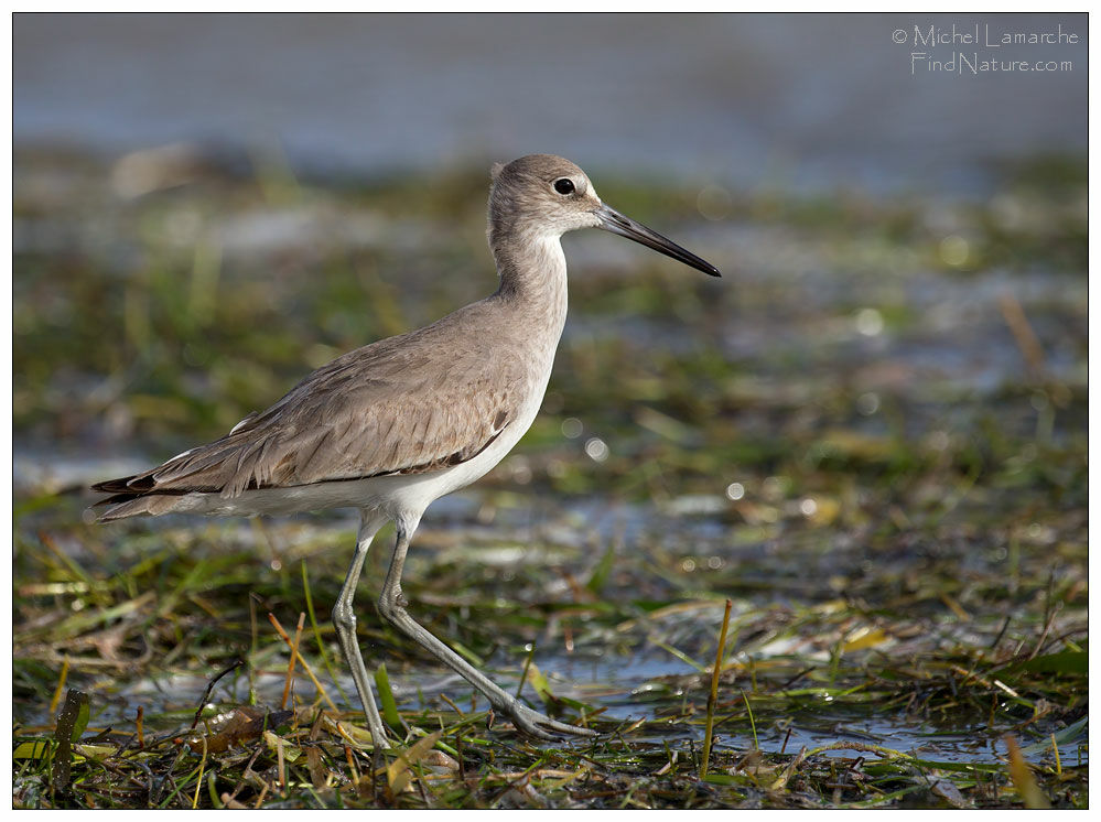 Willet