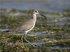 Willet