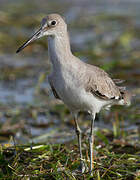 Willet