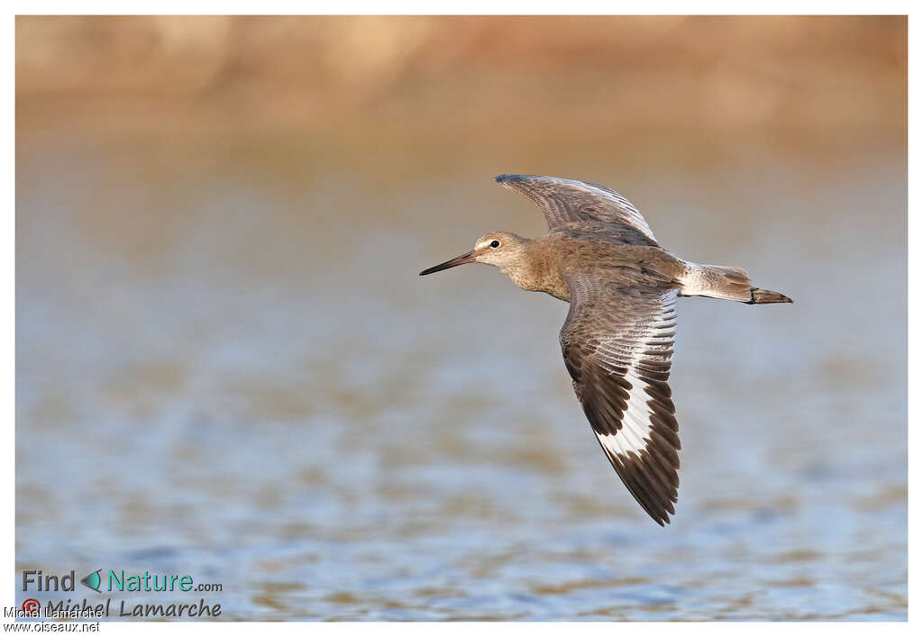 Willet, Flight