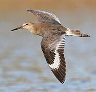 Willet