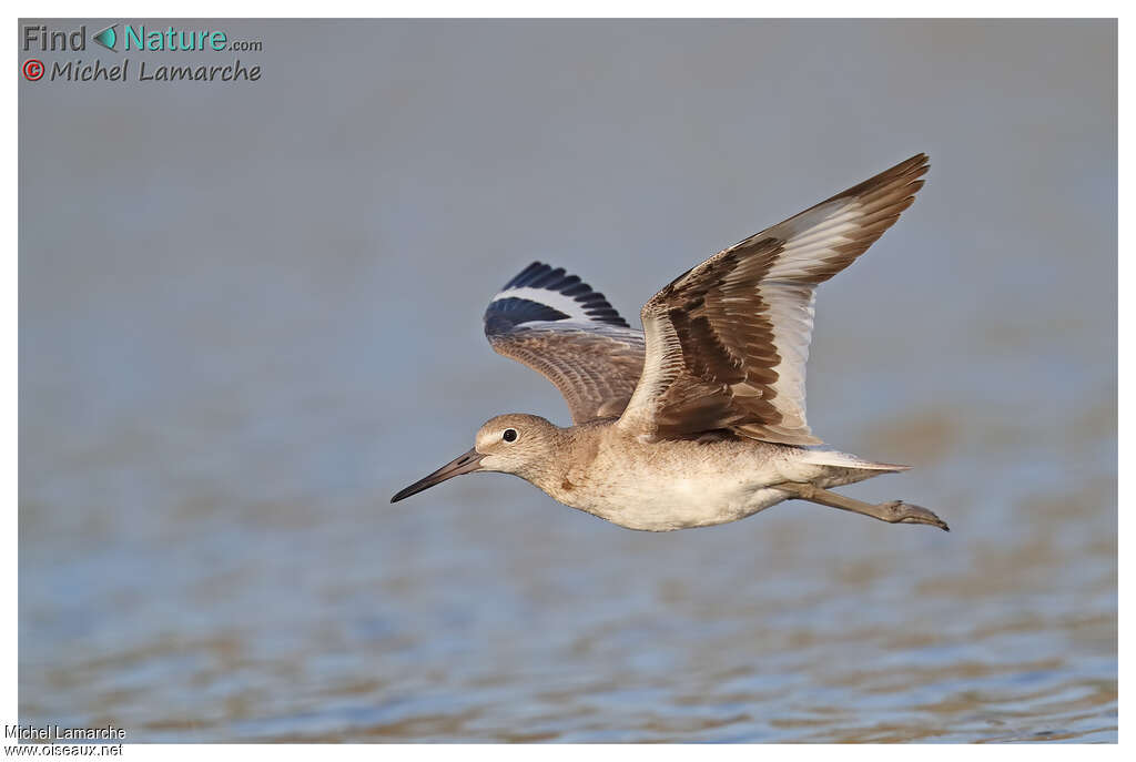 Willet, pigmentation, Flight