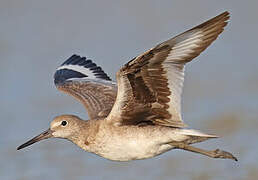 Willet