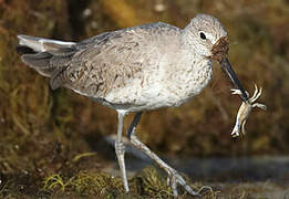 Willet