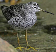 Solitary Sandpiper