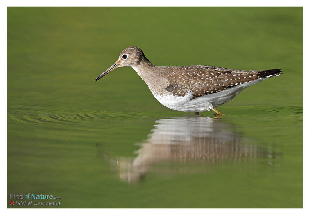 Solitary Sandpiper