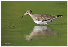 Solitary Sandpiper